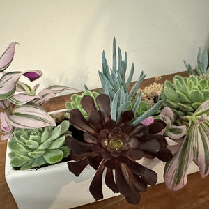Succulent Planter Trough - Fresh