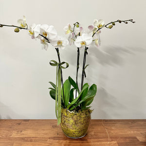Phalaenopsis Planter