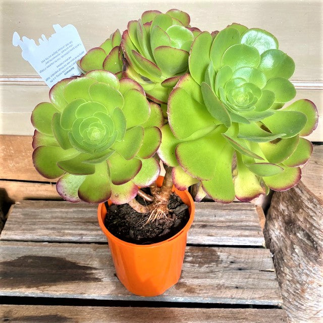 Succulent - Aeonium Species