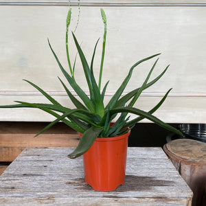 Aloe Vera Plant