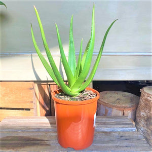 Aloe Vera Plant
