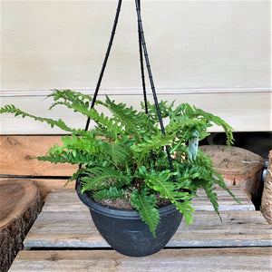 Blechnum- nudum