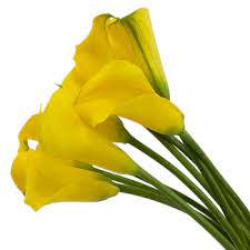 Contemporary Callas