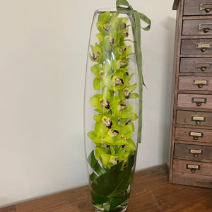 Submerged Cymbidium