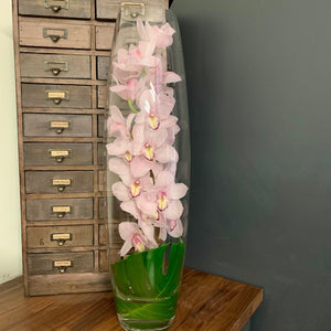Submerged Cymbidium