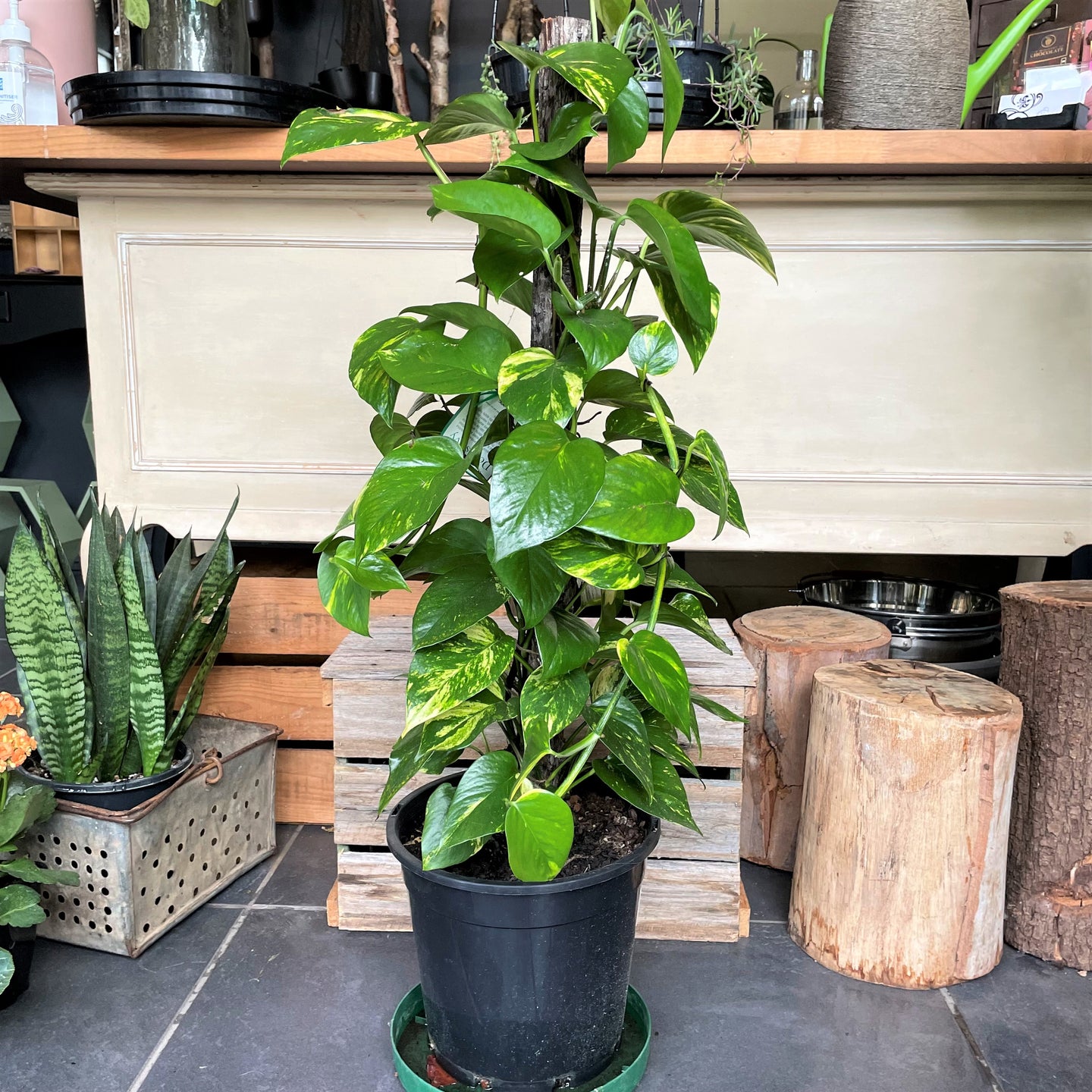 Devils Ivy Totem