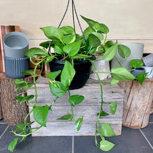 Load image into Gallery viewer, Devils Ivy
