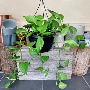 Devils Ivy
