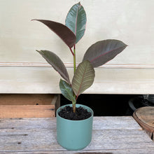 Load image into Gallery viewer, Ficus Elastica  - Ruby
