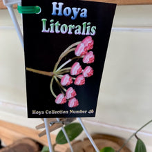 Load image into Gallery viewer, Hoya Litoralis- Rare Collectors item #46
