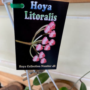 Hoya Litoralis- Rare Collectors item #46