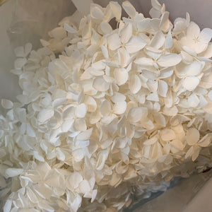 Dried Hydrangea