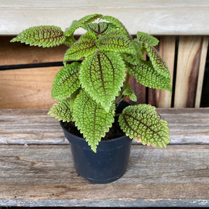 Moon Valley Pilea