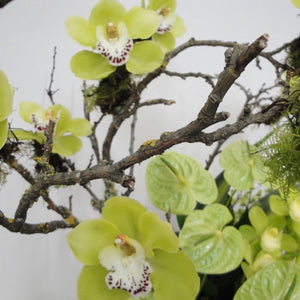 Ikebana Styled Orchids