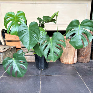 Monstera Deliciosa