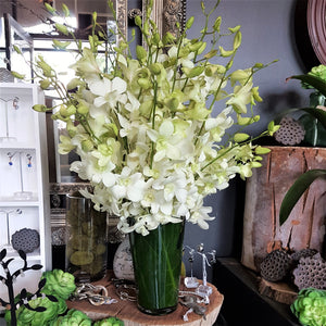 Singapore Orchids