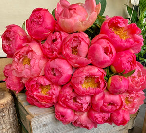 Peonies