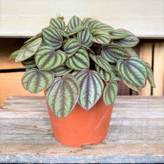 Peperomia Picolo Banda