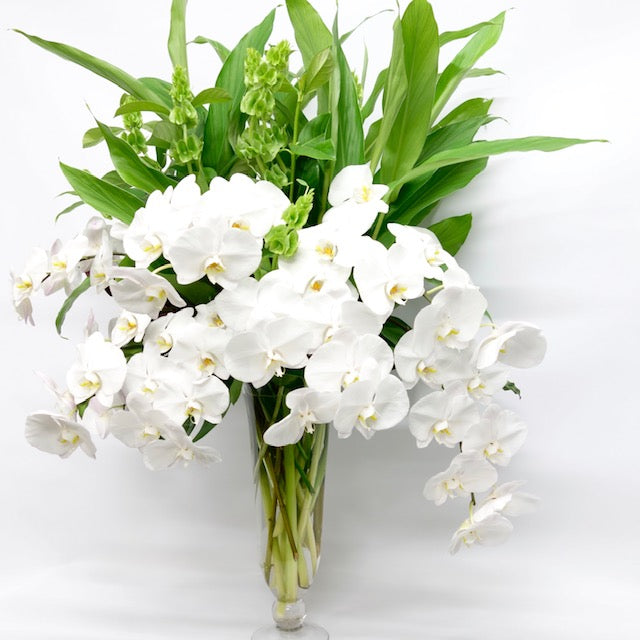 Phalaenopsis Arrangement