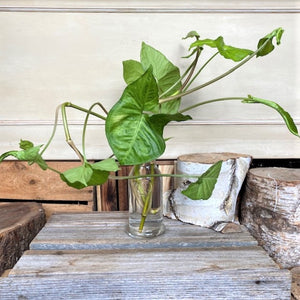 Philodendron in Glass Vase