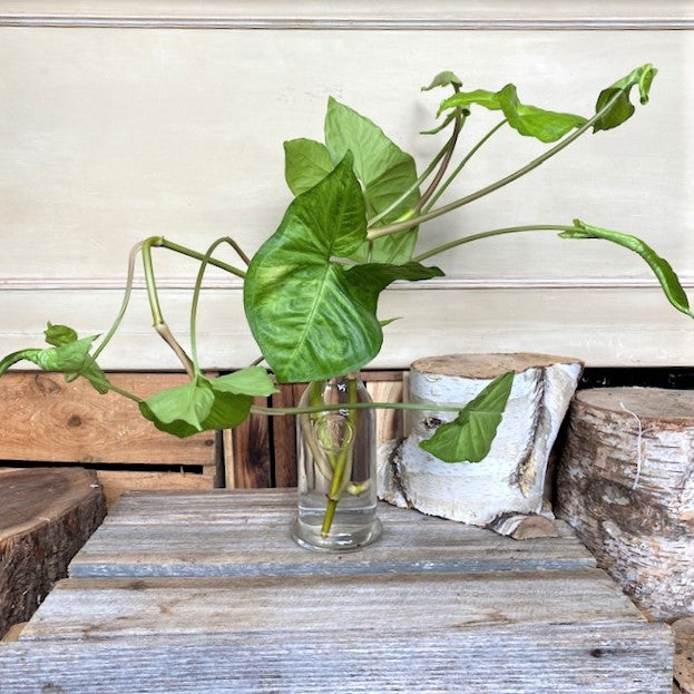 philodendron in glass jar Philodendron in Glass Vase – Flair flowers & design
