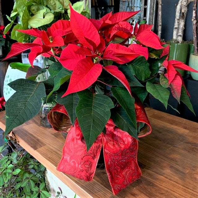 Poinsettia - Large