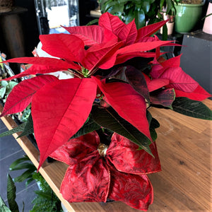 Poinsettia - Small