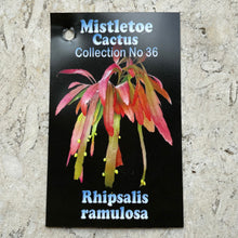 Load image into Gallery viewer, Rhipsalis - Ramulosa
