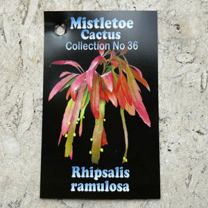 Rhipsalis - Ramulosa