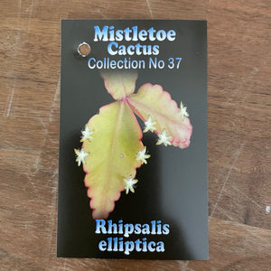 Rhipsalis elliptica