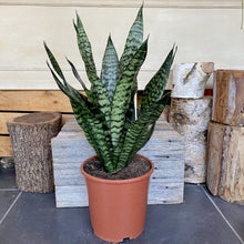 Load image into Gallery viewer, Sansevieria
