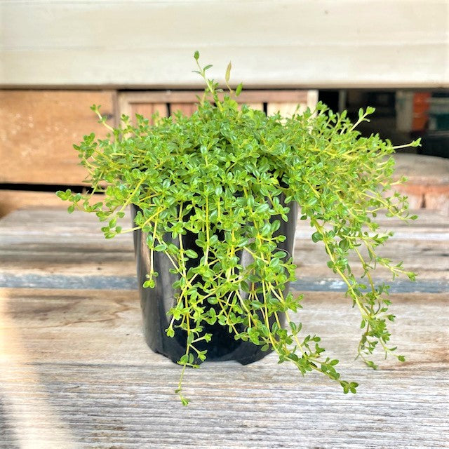 Creeping Thyme