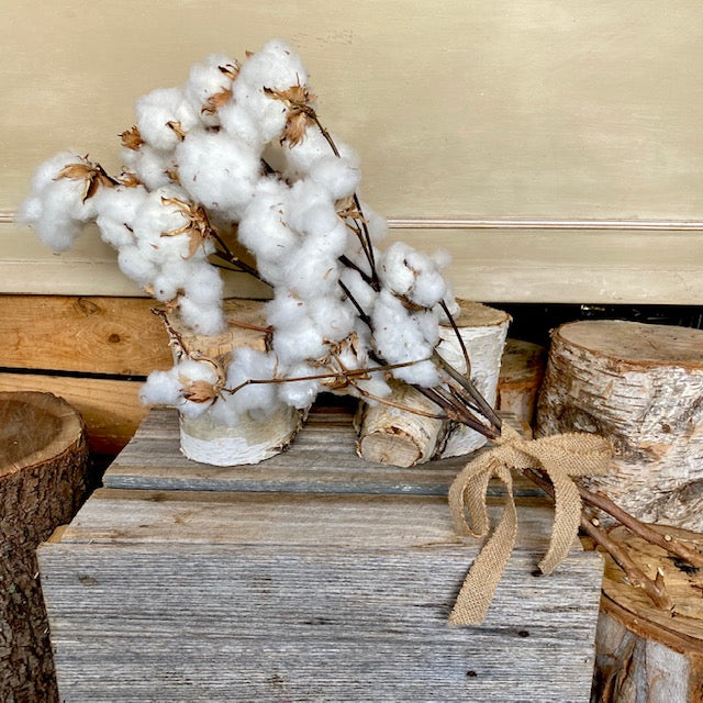 Dried Cotton