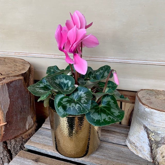 Cyclamen