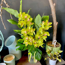 Load image into Gallery viewer, Cymbidium Orchid Arrangement
