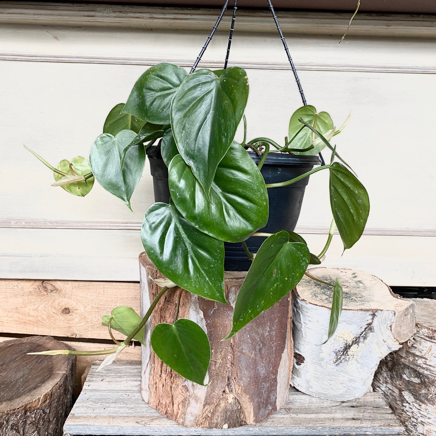 is devil's ivy a philodendron Devils Ivy