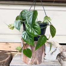 Load image into Gallery viewer, Devils Ivy
