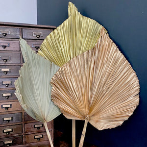Dried Fan Palms