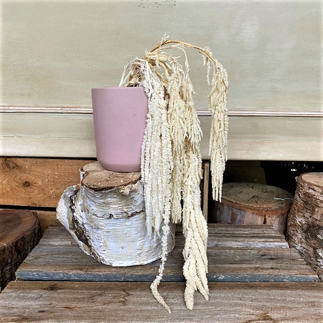 Dried Hanging Amaranthus