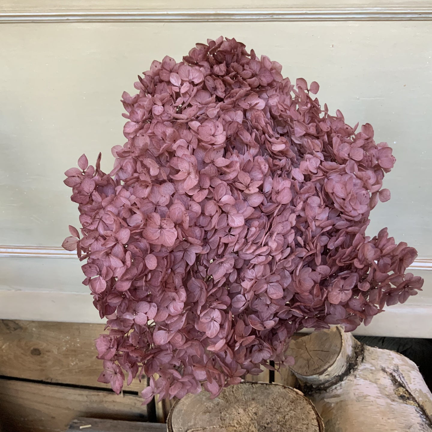 Dried Hydrangea