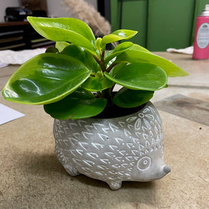 Echidna Planter Pot