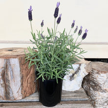 Load image into Gallery viewer, Lavender
