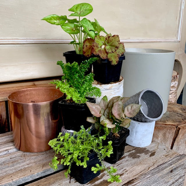 Mini Plants