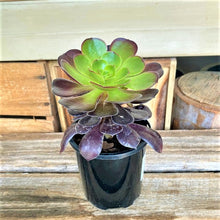 Load image into Gallery viewer, Small Succulents
