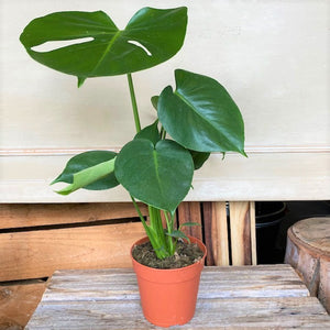 Monstera