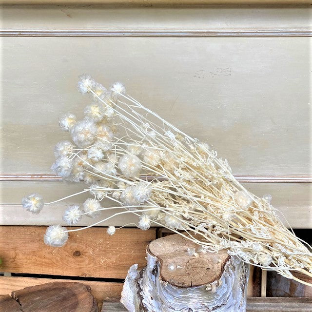 Dried Scabiosa