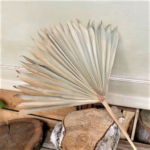 Small Dried Fan Palm