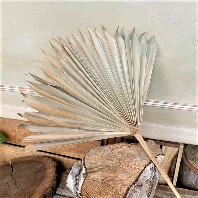 Small Dried Fan Palm