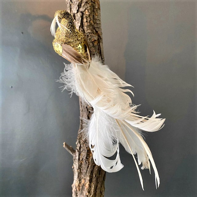 Gold and White Feathered Bird