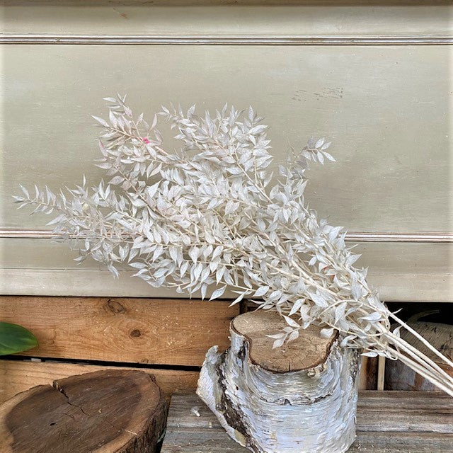 Dried Ruscus
